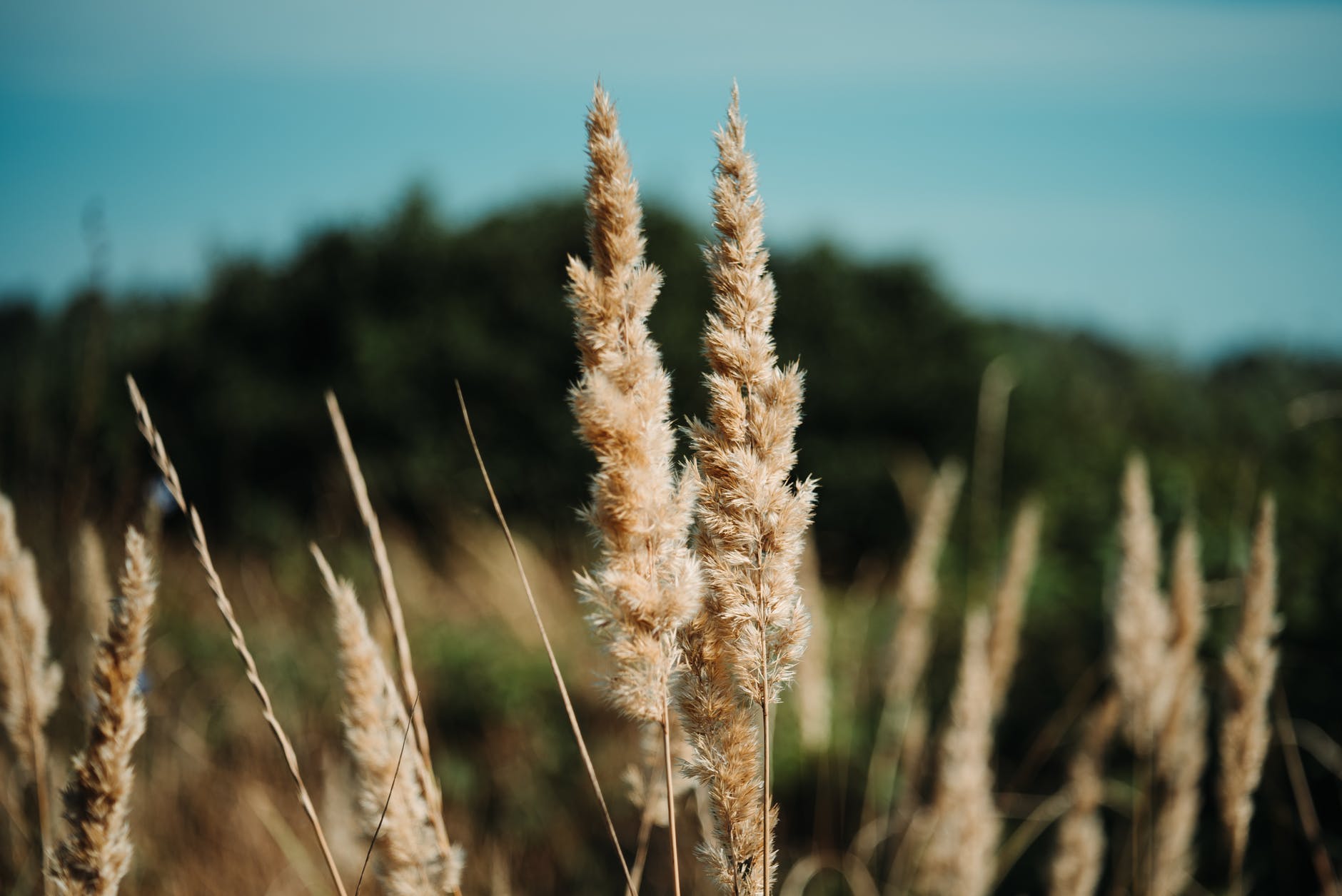 brown grass close up photography